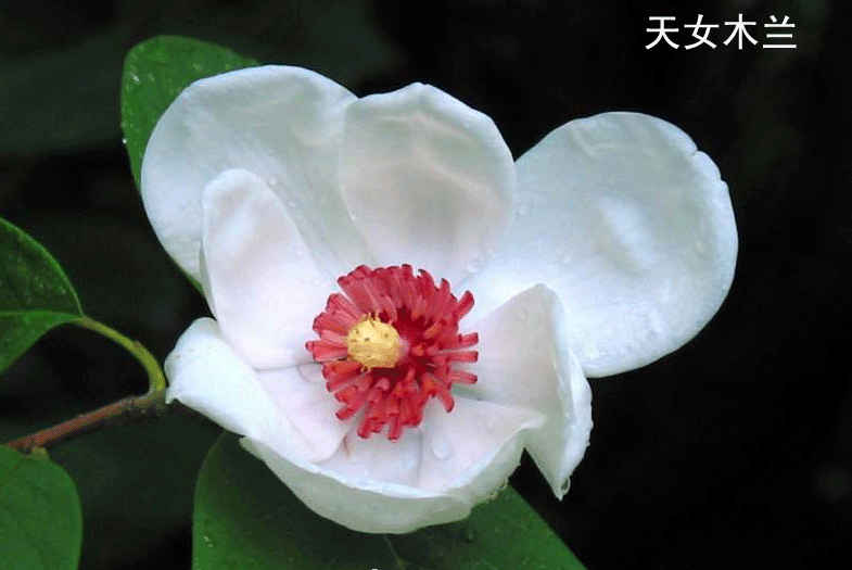 天女木兰