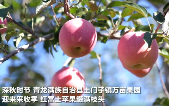 河北青龙：科技赋能苹果产业全链条升级